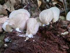Crepidotus stipitatus