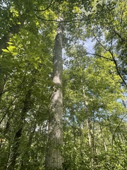 Acer floridanum