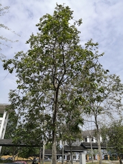 Hopea odorata