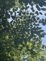 Populus grandidentata