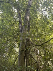 Populus grandidentata