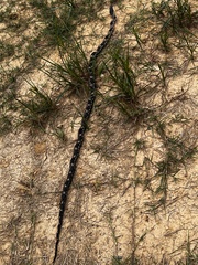 Pantherophis spiloides