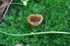 Peziza varia