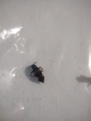 Creophilus maxillosus