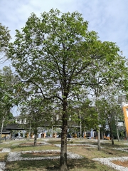 Hopea odorata