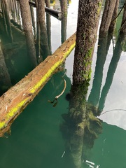 Mesocentrotus franciscanus