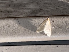 Pyraustini