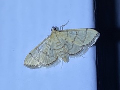 Blepharomastix ranalis