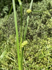 Carex tuckermanii