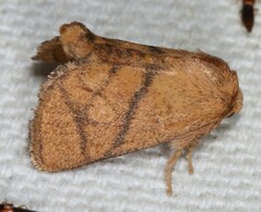 Apoda y-inversa