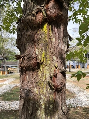 Hopea odorata