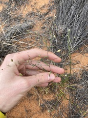 Podolepis capillaris