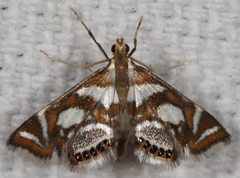 Chrysendeton medicinalis