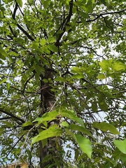 Hopea odorata