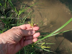 Cyperus iria