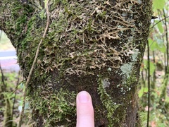 Frullania californica