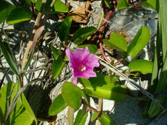 Ipomoea pes-caprae