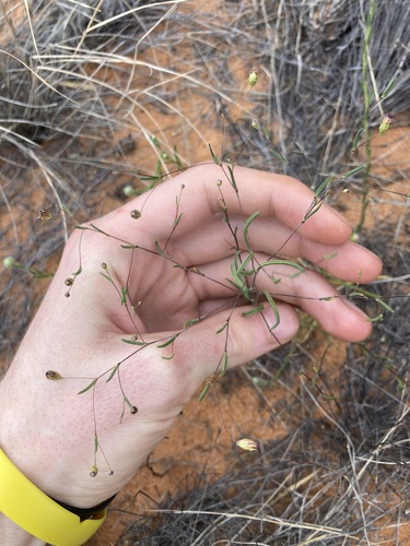 Image of Siemssenia capillaris by (c) Thomas Mesaglio, some rights reserved (CC BY)