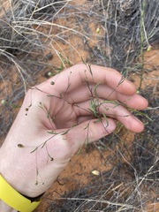 Podolepis capillaris