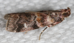 Dioryctria pygmaeella