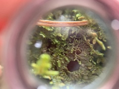 Frullania californica