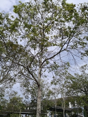 Hopea odorata