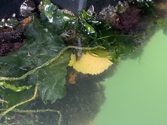 Botrylloides violaceus