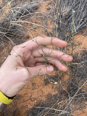 Podolepis capillaris