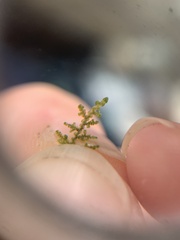 Frullania californica