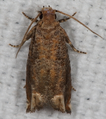 Epiblema abruptana