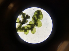 Frullania californica