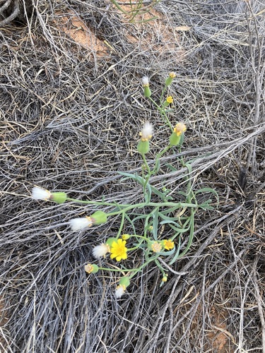 Image of Senecio gregorii by (c) Thomas Mesaglio, some rights reserved (CC BY)
