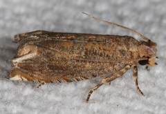 Epiblema abruptana