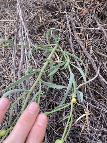 Image of Senecio gregorii by (c) Thomas Mesaglio, some rights reserved (CC BY)