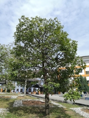 Hopea odorata
