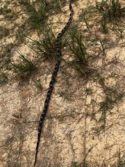 Pantherophis spiloides