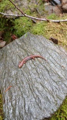 Desmognathus wrighti