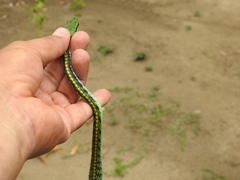 Leptophis diplotropis