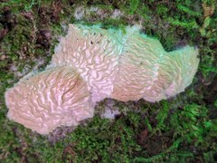 Hypomyces tremellicola