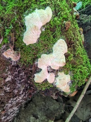 Hypomyces tremellicola