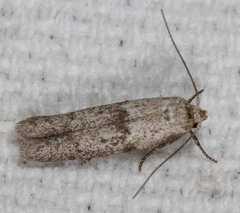 Hypatopa punctiferella
