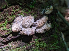 Hypomyces tremellicola