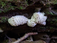 Hypomyces tremellicola