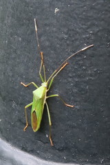 Homoeocerus graminis