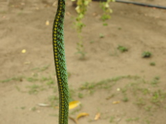 Leptophis diplotropis