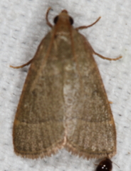 Hypsopygia nostralis