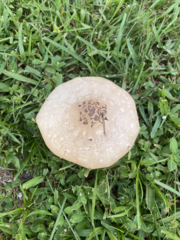 Chlorophyllum molybdites image