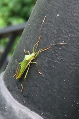 Homoeocerus graminis