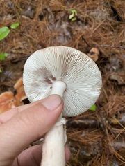 Clitopilus