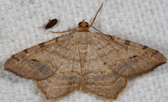 Macaria aequiferaria